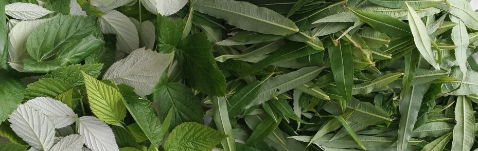 20170706_202339rajattu rajattu